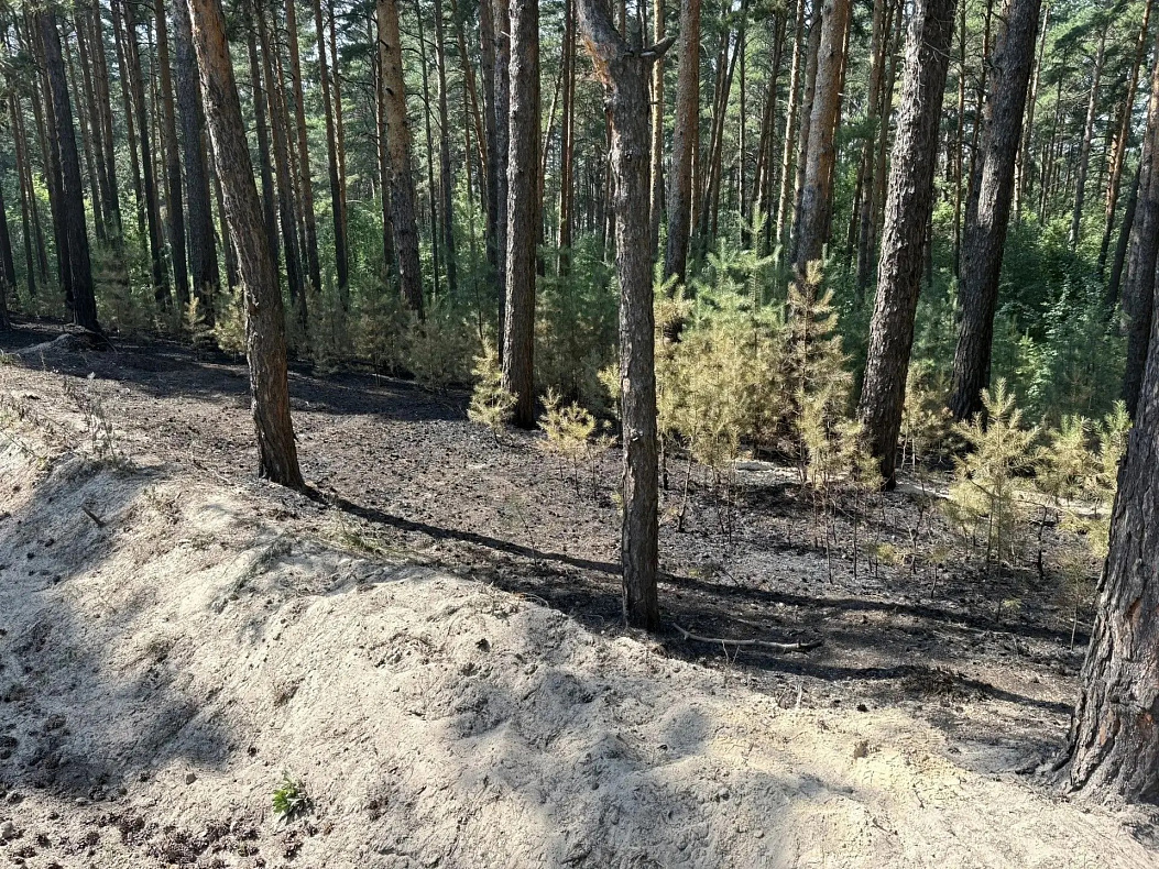 В Барнауле с помощью системы «Лесохранитель» оперативно выявили и потушили возгорание в лесном массиве